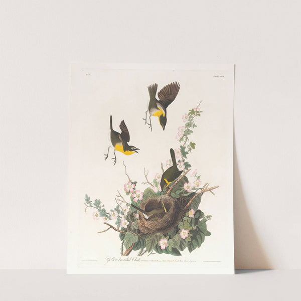 Yellow-breasted chat by John James Audubon
