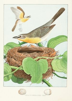 Yellow-breasted Chat