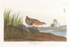 Yellow-breasted rail