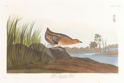 Yellow-breasted rail