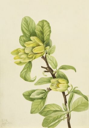 Yellow Cucumbertree (Magnolia cordata) (1922)