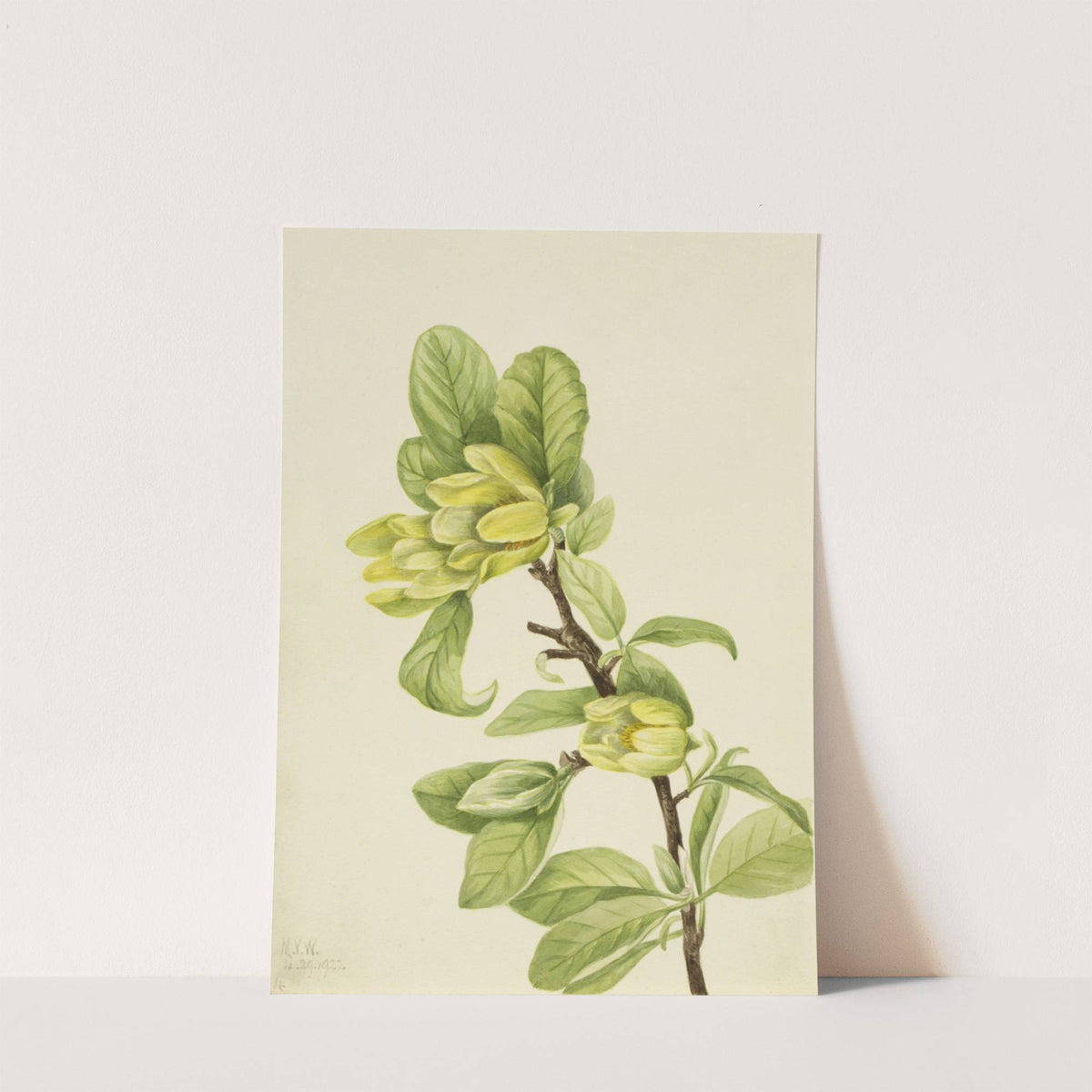 Yellow Cucumbertree (Magnolia cordata) (1922) by Mary Vaux Walcott