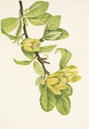 Yellow Cucumbertree. Magnolia cordata (1925)