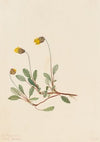 Schweinsaffe (Ca. 1905)