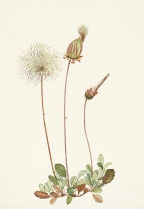 Yellow Dryad (fruit). Dryas drummondii (1925)