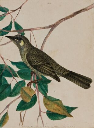 Yellow-eared honeysucker (Meliphaga chrysotis) (1805)
