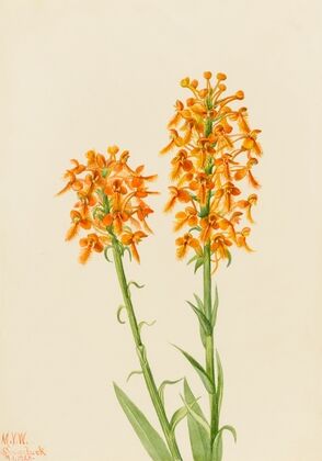 Yellow Fringe Orchid (Habenaria ciliaris) (1926)