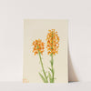 Yellow Fringe Orchid (Habenaria ciliaris) (1926) by Mary Vaux Walcott