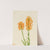 Yellow Fringe Orchid (Habenaria ciliaris) (1926) by Mary Vaux Walcott