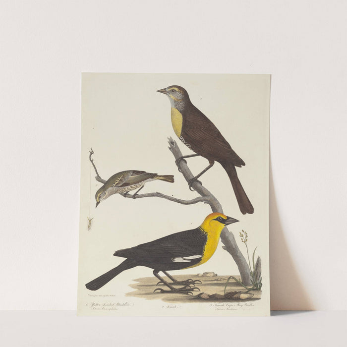 Yellow-headed Blackbird, Female Blackbird, and Female Cape May Warbler by Alexander Lawson