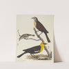 Yellow-headed Blackbird, Female Blackbird, and Female Cape May Warbler by Alexander Lawson