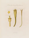 Yellow henbane (1799–1810)