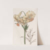 Yellow Japan Lily by Sydenham Edwards