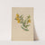 Yellow Jessamine (Gelsemium sempervirens) (1905) by Mary Vaux Walcott