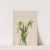 Yellow Lady’s Slipper (Cypripedium parviflorum) (1920) by Mary Vaux Walcott
