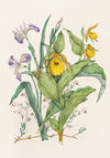 Yellow Lady’s Slippers, Large Blue Flag, Small Cranberry
