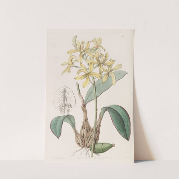 Yellow Laelia by Sydenham Edwards