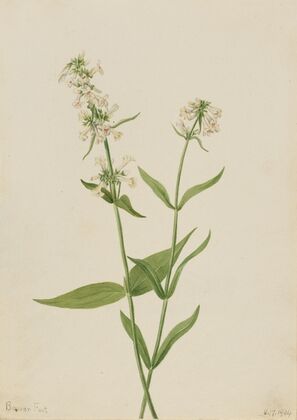 Yellow Pentstemon (Pentstemon confertus) (1904)
