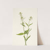 Yellow Pentstemon. Pentstemon confertus (1925) by Mary Vaux Walcott