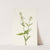 Yellow Pentstemon. Pentstemon confertus (1925) by Mary Vaux Walcott