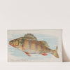 Yellow Perch (1889) by Allen &amp; Ginter