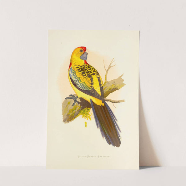 Yellow-Rumped Parrakeet, or Broadtail (1884-1887) by Alexander Francis Lydon