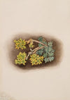 Yellow Stonecrop (Sedum stenopetalum) (1922)