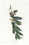 Yellow throated warbler
