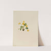 Yellow Violet (Viola orbiculata) (1916) by Mary Vaux Walcott