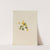Yellow Violet (Viola orbiculata) (1916) by Mary Vaux Walcott
