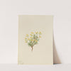 Yellow Willow Grass (1922) by Mary Vaux Walcott