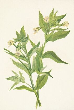 Yellow Willow-weed. Epilobium lutem (1925)