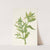 Yellow Willow-weed. Epilobium lutem (1925) by Mary Vaux Walcott