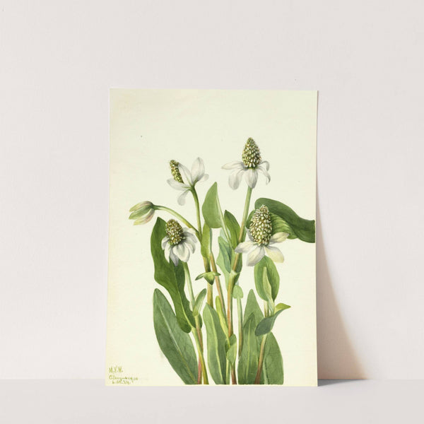Yerba Mansa (Anemopsis californica) (1934) by Mary Vaux Walcott
