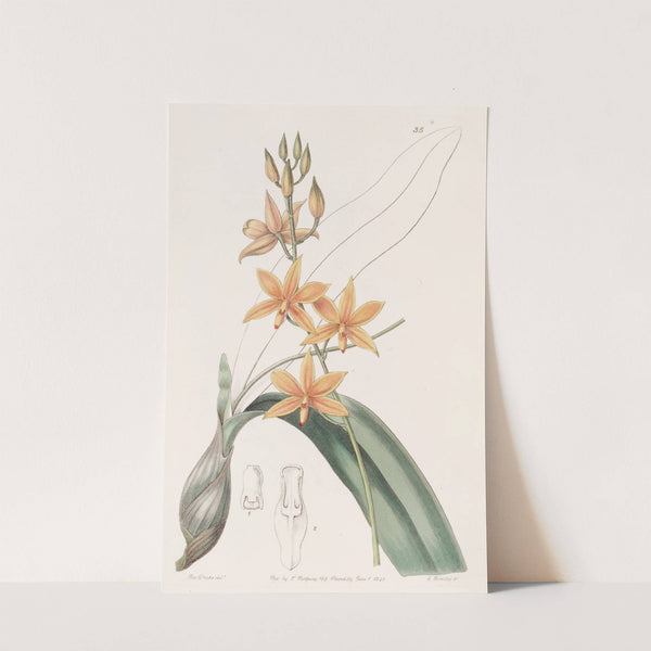 Yolk-of-egg Epidendrum by Sydenham Edwards