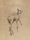 Young Deer