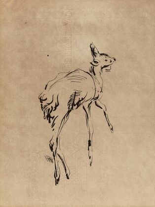 Young Deer