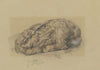 Young rabbit
