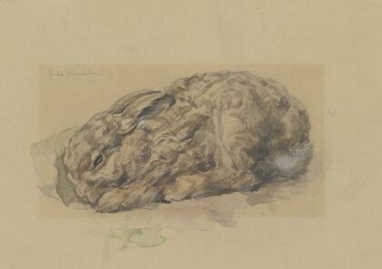 Young rabbit