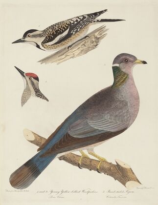 Young Yellow-bellied Woodpeckers and Band-tailed Pigeon — size preview