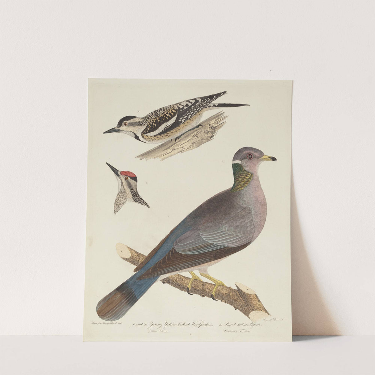 Young Yellow-bellied Woodpeckers and Band-tailed Pigeon by Alexander Lawson