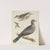 Young Yellow-bellied Woodpeckers and Band-tailed Pigeon by Alexander Lawson