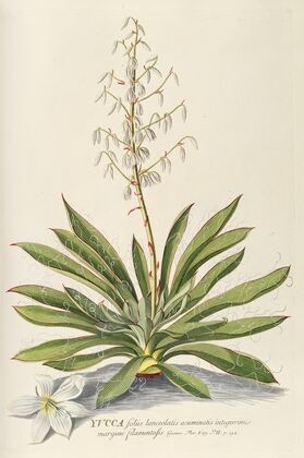 Yucca