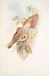 Yunx torquilla. Wryneck. (1862-1873)
