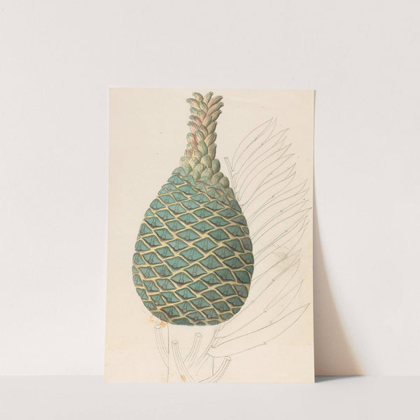 Zamia caffra [Encephalartos altensteinii female cone] by Clemenz Heinrich Wehdemann