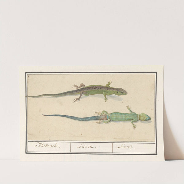 Zandhagedis (Lacerta agilis) Akedissche. Lacerta. Lezard. (1596-1610) by Anselmus Boëtius de Boodt