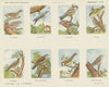 Zangvogels (1875-1919)