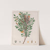 Zanthoxylum Hyemale (1824-1828) by Auguste de Saint-Hilaire