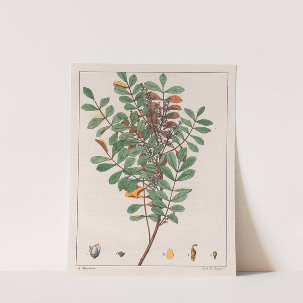 Zanthoxylum Hyemale (1824-1828) by Auguste de Saint-Hilaire