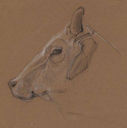 Zebu (1866)